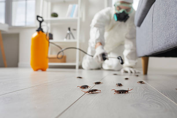 Commercial Kitchen Cockroach Control in Goldthwaite